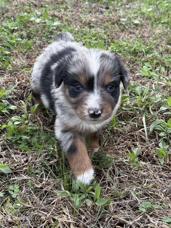 Pup 2 – Australian Shepherd puppy for sale in Spotsylvania, VA