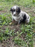 Pup 2, a male Australian Shepherd for sale in Spotsylvania, VA – Photo 3 of 3