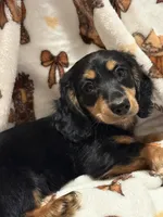 Friend , a male Miniature Dachshund for sale in Spotsylvania, VA – 2 of 4