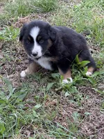 Pup 2, a male Australian Shepherd for sale in Spotsylvania, VA – Photo 5 of 6