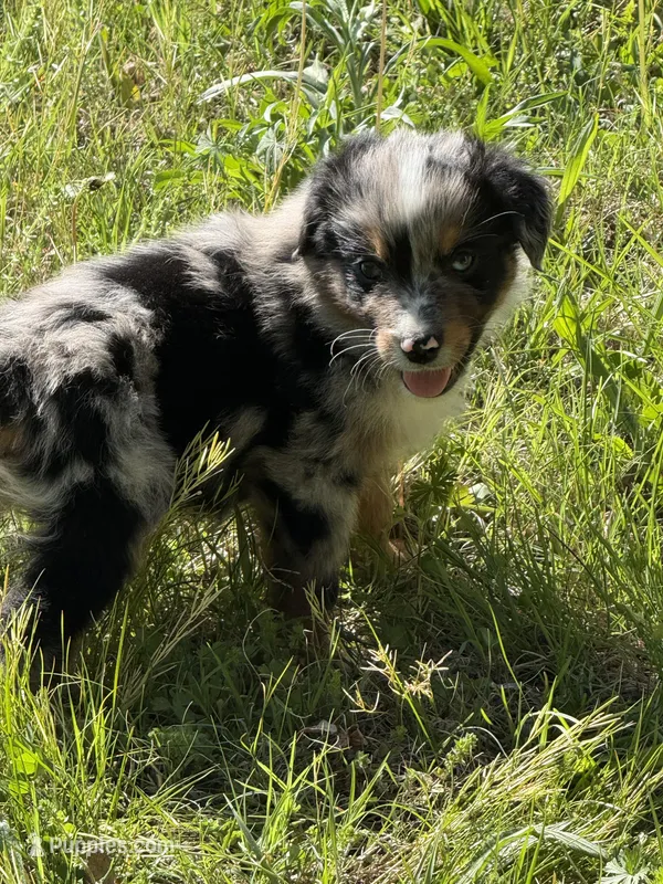 Pup 6 – Australian Shepherd puppy for sale in Spotsylvania, VA