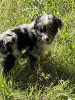 Pup 6, a male Australian Shepherd for sale in Spotsylvania, VA – Photo 1 of 2