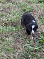 Pup 2, a male Australian Shepherd for sale in Spotsylvania, VA – Photo 4 of 6