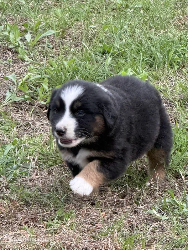 Pup 2 – Australian Shepherd puppy for sale in Spotsylvania, VA