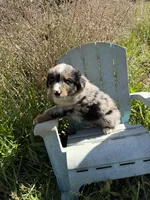 Pup 6, a male Australian Shepherd for sale in Spotsylvania, VA – Photo 2 of 2