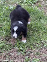 Pup 2, a male Australian Shepherd for sale in Spotsylvania, VA – Photo 2 of 6