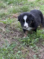Pup 2, a male Australian Shepherd for sale in Spotsylvania, VA – Photo 6 of 6