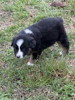 Pup 2, a male Australian Shepherd for sale in Spotsylvania, VA – Photo 3 of 6