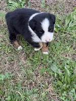 Pup 3, a male Australian Shepherd for sale in Spotsylvania, VA – Photo 4 of 7