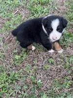 Pup 3, a male Australian Shepherd for sale in Spotsylvania, VA – Photo 5 of 7
