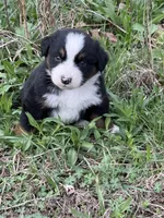 Pup 3, a male Australian Shepherd for sale in Spotsylvania, VA – Photo 3 of 7