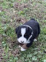 Pup 3, a male Australian Shepherd for sale in Spotsylvania, VA – Photo 1 of 7