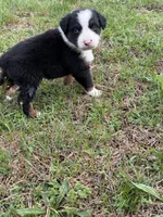 Pup 3, a male Australian Shepherd for sale in Spotsylvania, VA – Photo 7 of 7