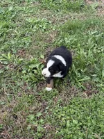 Pup 3, a male Australian Shepherd for sale in Spotsylvania, VA – Photo 6 of 7