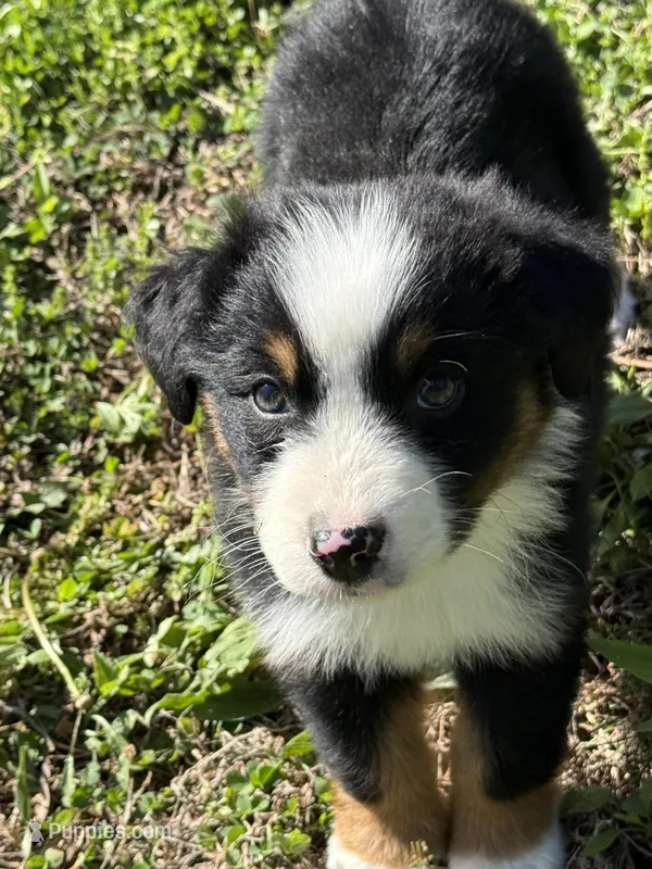Pup 3 – Australian Shepherd puppy for sale in Spotsylvania, VA
