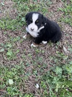 Pup 3, a male Australian Shepherd for sale in Spotsylvania, VA – Photo 2 of 7