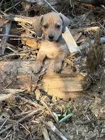 Pup 3, a male Miniature Dachshund for sale in Spotsylvania, VA – 2 of 3