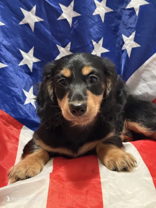 Friend  – Miniature Dachshund puppy for sale in Spotsylvania, VA