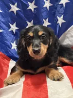 Friend , a male Miniature Dachshund for sale in Spotsylvania, VA – 1 of 4