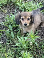 Pup 1, a male Miniature Dachshund for sale in Spotsylvania, VA – 4 of 4