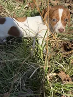 Willow 2 , a female Miniature Dachshund for sale in Spotsylvania, VA – Photo 3 of 7