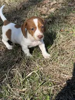 Willow 2 , a female Miniature Dachshund for sale in Spotsylvania, VA – Photo 7 of 7