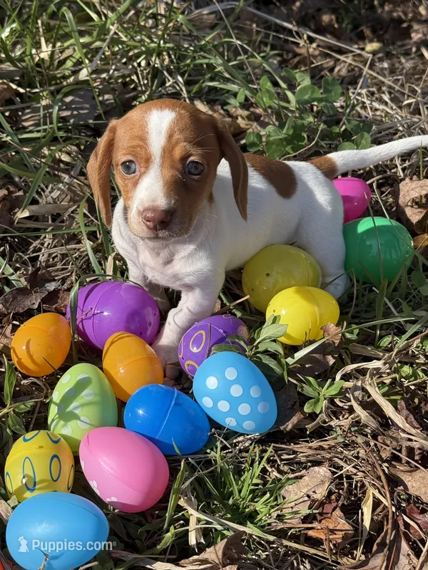 Willow 2  – Miniature Dachshund puppy for sale in Spotsylvania, VA