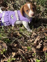 Willow 2 , a female Miniature Dachshund for sale in Spotsylvania, VA – Photo 4 of 7