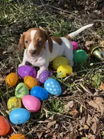 Willow 2 , a female Miniature Dachshund for sale in Spotsylvania, VA – Photo 2 of 7