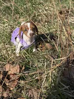 Willow 2 , a female Miniature Dachshund for sale in Spotsylvania, VA – Photo 5 of 7