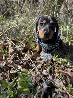 Willow 1, a male Miniature Dachshund for sale in Spotsylvania, VA – Photo 3 of 5