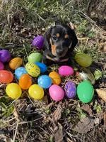 Willow 1, a male Miniature Dachshund for sale in Spotsylvania, VA – Photo 5 of 5