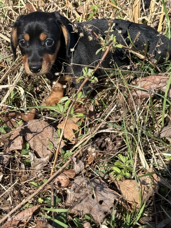 Willow 1 – Miniature Dachshund puppy for sale in Spotsylvania, VA