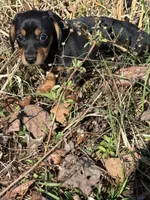 Willow 1, a male Miniature Dachshund for sale in Spotsylvania, VA – Photo 1 of 5