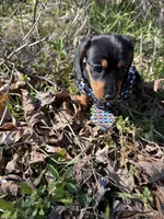 Willow 1, a male Miniature Dachshund for sale in Spotsylvania, VA – Photo 4 of 5