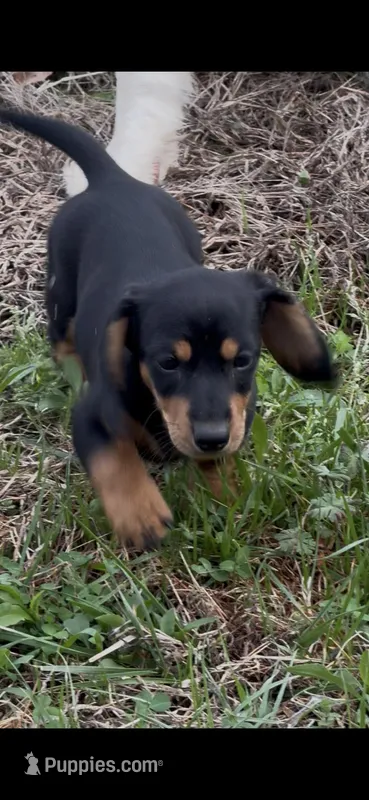 Willow 1 – Miniature Dachshund puppy for sale in Spotsylvania, VA