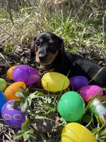 Willow 1, a male Miniature Dachshund for sale in Spotsylvania, VA – Photo 2 of 5