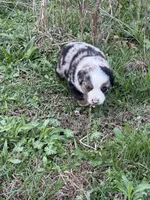 Pup 3, a male Australian Shepherd for sale in Spotsylvania, VA – Photo 2 of 4