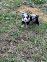 Pup 3, a male Australian Shepherd for sale in Spotsylvania, VA – Photo 3 of 4
