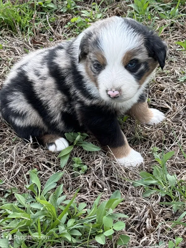 Pup 3 – Australian Shepherd puppy for sale in Spotsylvania, VA