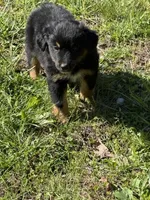 Pup  5, a male Australian Shepherd for sale in Spotsylvania, VA – Photo 2 of 2