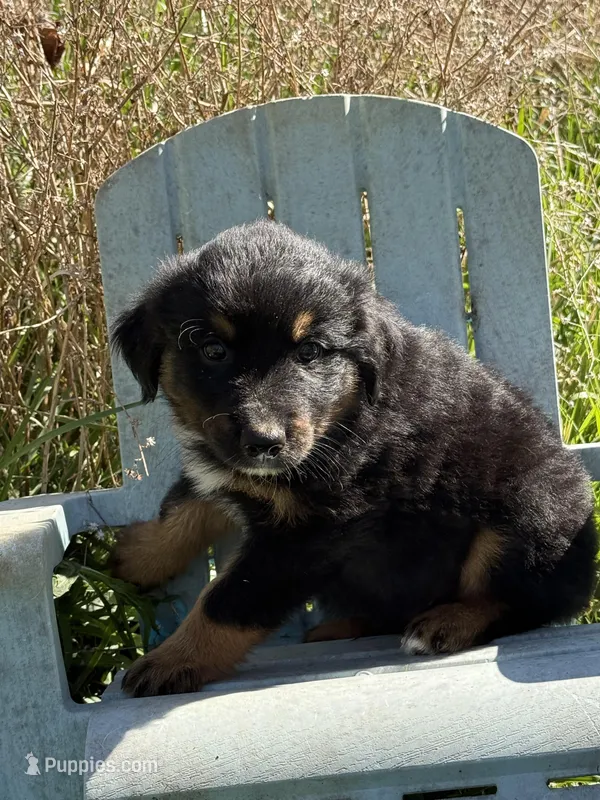 Pup  5 – Australian Shepherd puppy for sale in Spotsylvania, VA