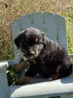 Pup  5, a male Australian Shepherd for sale in Spotsylvania, VA – Photo 1 of 2