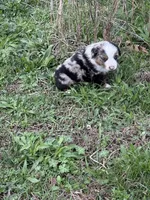 Pup 3, a male Australian Shepherd for sale in Spotsylvania, VA – Photo 4 of 4