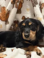 Friend , a male Miniature Dachshund for sale in Spotsylvania, VA – 3 of 4