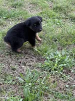 Pup 7, a female Australian Shepherd for sale in Spotsylvania, VA – Photo 7 of 8