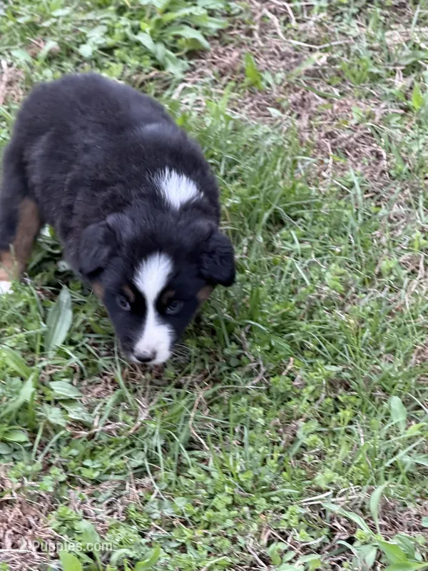 Pup 7 – Australian Shepherd puppy for sale in Spotsylvania, VA