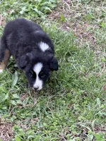 Pup 7, a female Australian Shepherd for sale in Spotsylvania, VA – Photo 1 of 8