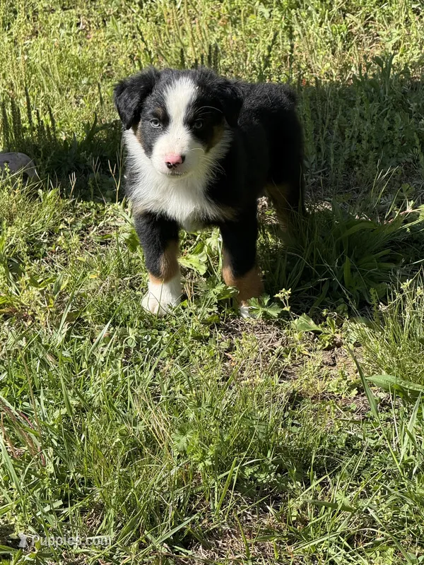 Pup 7 – Australian Shepherd puppy for sale in Spotsylvania, VA