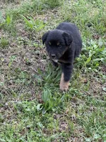 Pup 7, a female Australian Shepherd for sale in Spotsylvania, VA – Photo 6 of 8